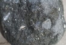 fossile cosenza