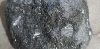 fossile cosenza