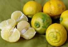 Lemoncetta locrese