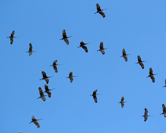 migrazione uccelli