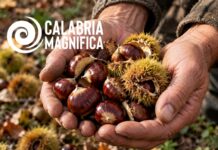 Castanicoltura, la Calabria custodisce un patrimonio di boschi e sapori Castagne, Calabria, Castanicoltura