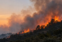 Ecomafia 2026, Calabria quarta in Italia per reati ambientali incendio boschivo